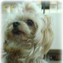 금쪽같은내새끼 동물병원 이미지