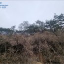 하안미리(하)