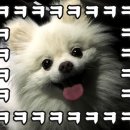 표나개 반려애견 미용실 이미지