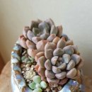 페블스