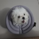 만년YES동물병원 이미지