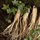 금산인삼 이미지