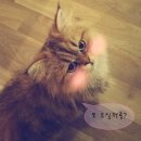 스핑크스 노래연습장 | 부산 고양이카페 양이양이 방문후기!!(남포동 데이트코스)