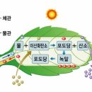 식물의 배신 기온 올라가면 되레 탄소 배출 이미지