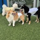 털로덮인 친구들 커먼그라운드점 | 자몽일기 : 털로덮인유치원 한달 후기