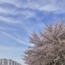 세븐일레븐 안산이편한호수점 | 안산 호수 공원 벚꽃 개화 현황 실시간 산책 후기 26.04.12