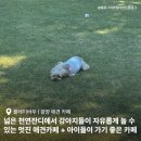 광양 애견 카페 플레이바우 ; 넓은 천연 잔디와 아이들이 강아지랑 놀기 좋은 곳