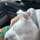 보령동물병원 이미지