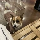 애견카페&호텔 댕댕당 | [고양/행신] 행신역 KTX 기다릴땐 애견카페 댕댕당 방문 후기