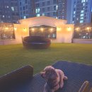 댕댕댕 애견유치원 | 아산애견안전문 ♥ 아산/천안/당진 애견안전문,애견울타리,애견호텔장 시공 후기~~