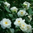 오늘의 탄생화 (11월 11일) 흰동백 (Camellia) 이미지