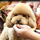 GROOMING 107 이미지