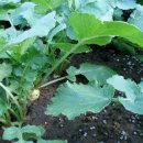 삼삼농장 이미지