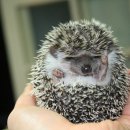 (주)밀레펫 이미지