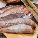 삼천포세꼬시 이미지