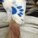 에이블동물병원 이미지