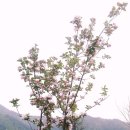 사과꽃민박 네이버블로그