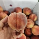 당도 좋은 딱딱이 복숭아 대용량&amp;대추방울토마토!!!! 이미지