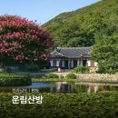 진도 운림산방 | 진도 운림산방 배롱나무 명소 여행 진도 관광지 전남 꽃구경