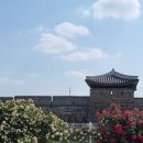 브라보명품찹쌀꽈배기화성송산점 | 수원 화성 행궁동 장미 개화상황 + 반도포차