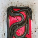 고기아형님과 동출2박 이미지