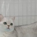 Premium 먼치킨 이미지