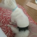 현동물병원 이미지