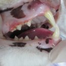 백호동물병원 이미지