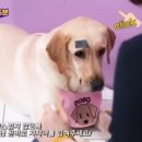 펫을 부탁해 이미지