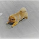 할리우드펫 이미지