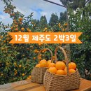 제성농장 | 12월 가을겨울의 제주도 2박3일 여행 일정 가볼만한곳 추천