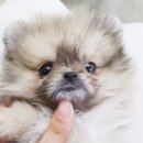 깜찍하개 이미지