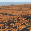 미남목장 이미지