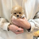 리본반려견 유치원 | 김해강아지분양 긴 고민 끝에 퍼피어스에서