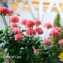 블루마리 이미지