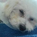 송동물병원 이미지