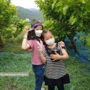 대심농장 | 남양주여행 푸른숲농원 오디체험 도자기체험