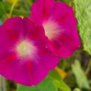 소리나팔꽃 이미지