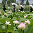 삼락생태공원 이미지