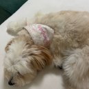 내손으로 재봉틀 이미지