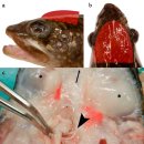 호수 송어 (lake trout)의 Salmovirus salmonidallo 3 (Alloherpesvirus과) 이미지