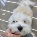 윌리하니 그루밍 | 아이가 스트레스 안받아하던 대구애견미용실 후기