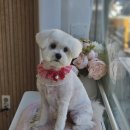 토리애견샵 이미지