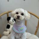 도그보니타 이미지