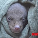 지리산밧데리 이미지