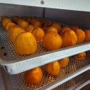 꼬독꼬독 이미지