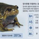 맹꽁이연구소 이미지