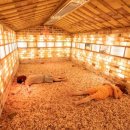 우리유황온천 이미지