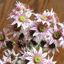 바위 솔 이미지