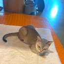 세븐일레븐 홍대6번출구점 | 한여름에도 시원하게 동물들을 만날 수 있는 곳 실내 동물원테이블에이 홍대점